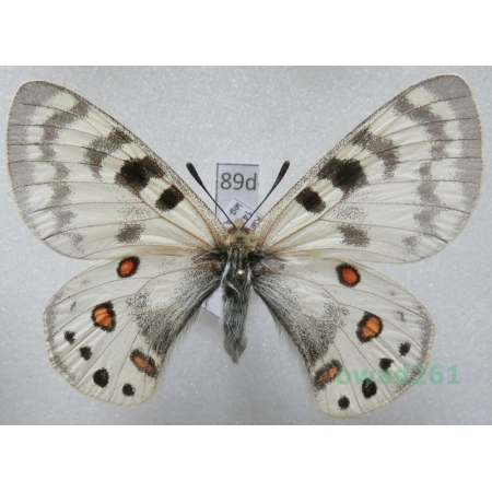 Parnassius maximinus subsp. legezina Bergmann, 1995 Uzbekistan89d